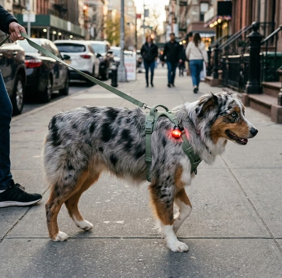 City dog walking gear harness and hands free leash