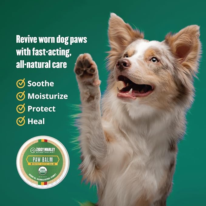 Ziggy Marley's Paw Balm for Dogs – USDA Organic Topical Protect, Soothe, and Heal Dry Cracked Paw Pads – Made with Coconut Oil, Calendula, Beeswax, and Vitamin E- 2 oz