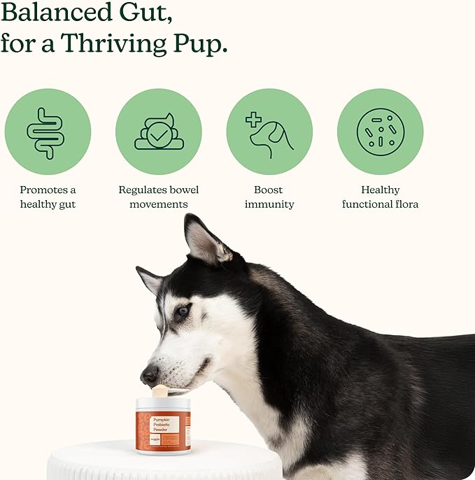 Reggie Pumpkin Probiotic Powder for Dogs | 7-Strain Probiotics + Pumpkin for Gut Health, Digestion & Stool Consistency | Natural Dog Digestive Supplement | Vet-Approved & Made in USA | 40 Scoops