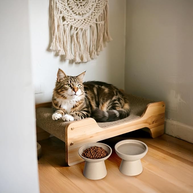 2 Elevated Cat Bowls Extra Wide for Food & Water – Whisker Fatigue, Ceramic Wide Shallow Food Dish, Lead & Cadmium Free, Raised Height for Cats, Pottery Clay