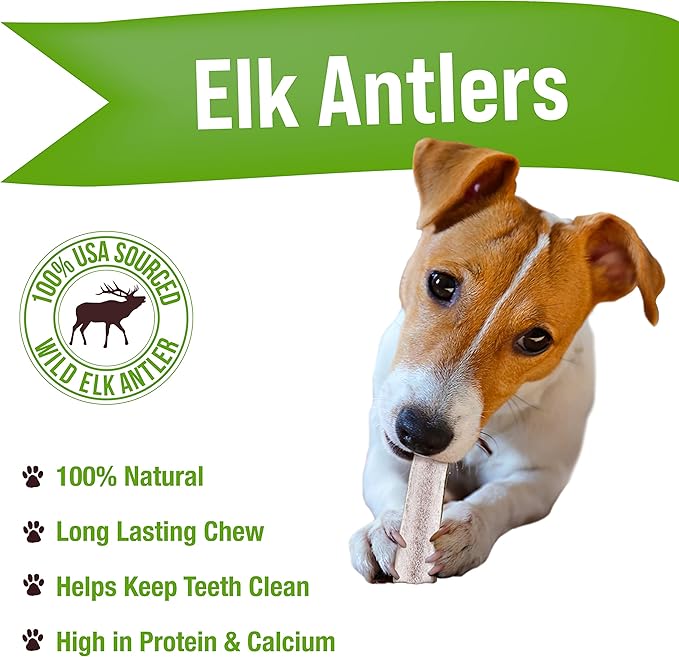 Buck Bone Organics Dog Chews, Elk Antlers for Dogs, Long Lasting Dog Bones for Aggressive Chewers, All Natural, No Preservatives, Wild Shed in The USA (Small 3 Pack)