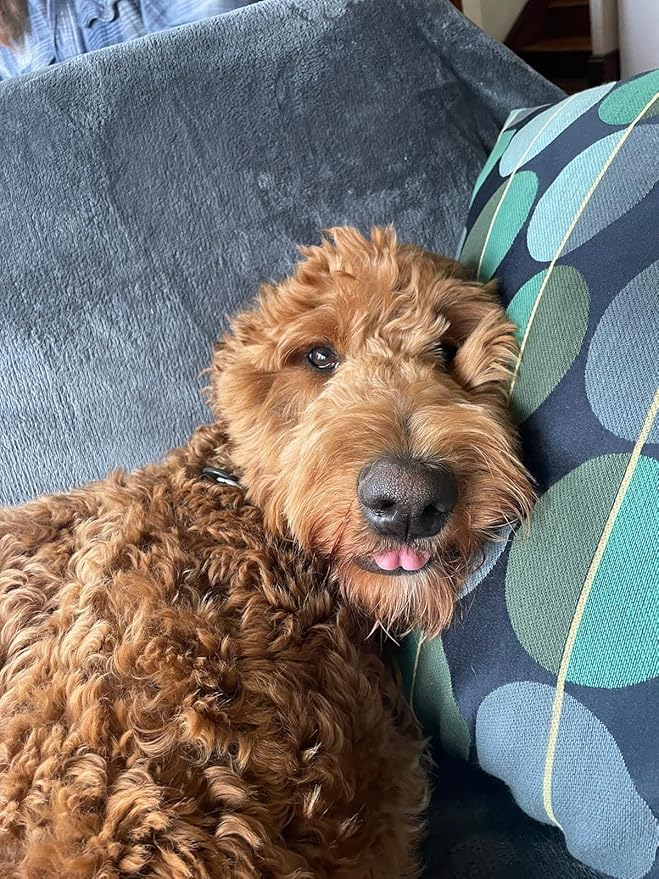 Pet Salve, Dog Paw Balm, Dry Noses Cracked Paws, Hot Spots, Itchy Ears, Ora's Amazing Herbal 4oz