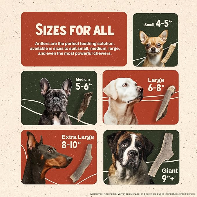 Heartland Whole Elk Antlers for Dogs (4–5”, 2-Pack) – Long-Lasting, Odorless Dental Chews for Small Breed Aggressive Chewers – USA Sourced, Natural Antler Bones to Reduce Tartar & Curb Boredom